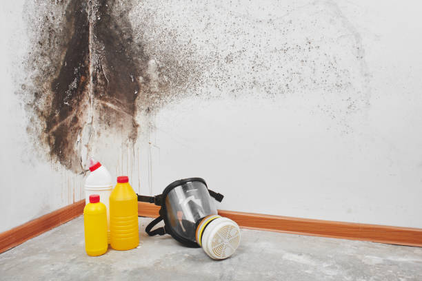 Best Black Mold Removal  in Mentor, OH