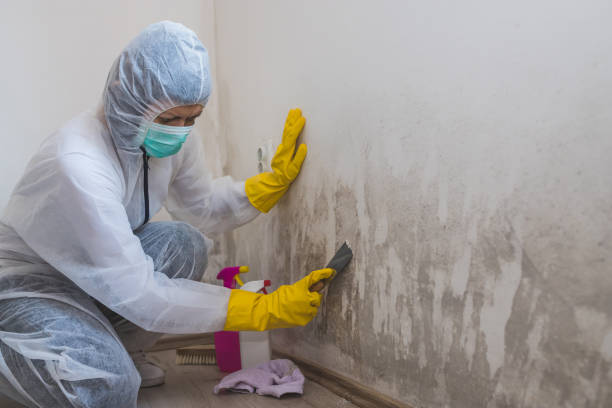 Best Toxic Mold Removal  in Mentor, OH