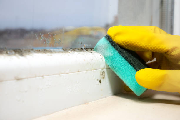 Best Office Mold Removal Services  in Mentor, OH