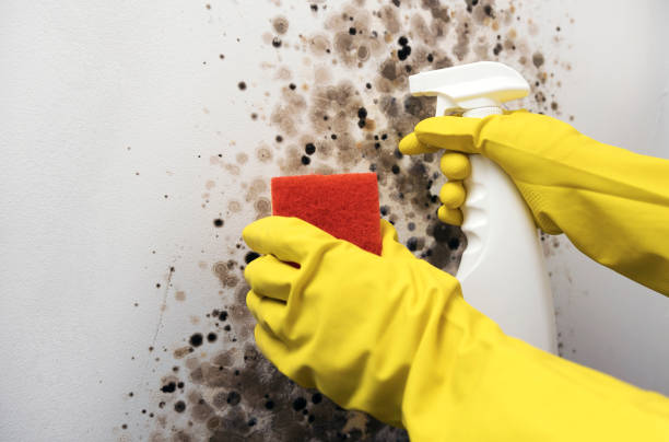 Best Commercial Mold Removal  in Mentor, OH