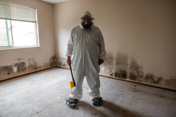 Best Certified Mold Removal  in Mentor, OH