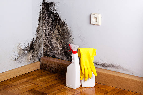 Best Same-Day Mold Removal  in Mentor, OH