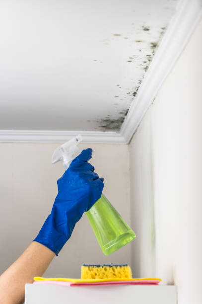 Best Affordable Mold Removal  in Mentor, OH