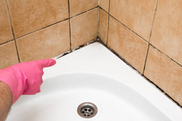 Best Black Mold Removal  in Mentor, OH